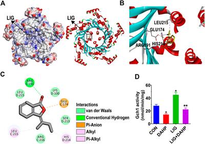 Frontiers Ligustilide Prevents Radiation Enteritis by Targeting